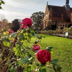 Homerton College 